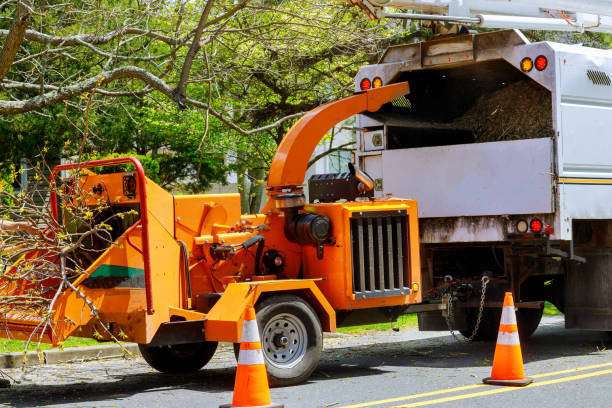 Best Leaf Removal  in Kansas City, KS